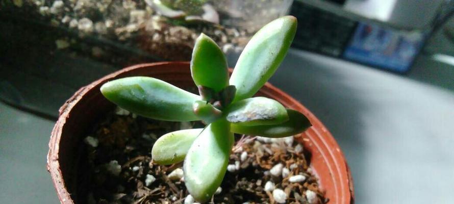 修剪枝发黑怎么回事——植物枝干变黑的成因与处理方法