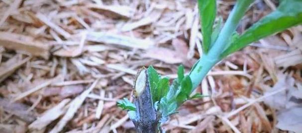 鼠尾草怎么修剪枝叶