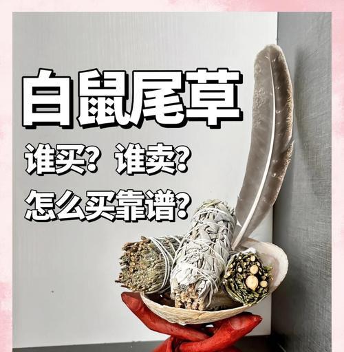 鼠尾草怎么修剪枝叶