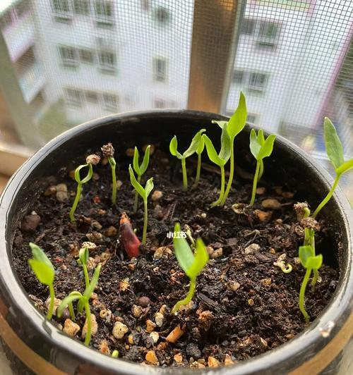 辣椒催芽温度高了会怎么样？全面解析温度对辣椒种子发芽的影响