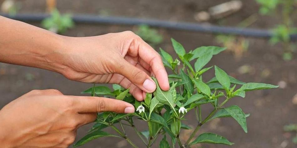 辣椒催芽温度高了会怎么样？全面解析温度对辣椒种子发芽的影响