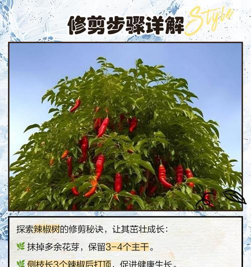 辣椒催芽温度高了会怎么样？全面解析温度对辣椒种子发芽的影响
