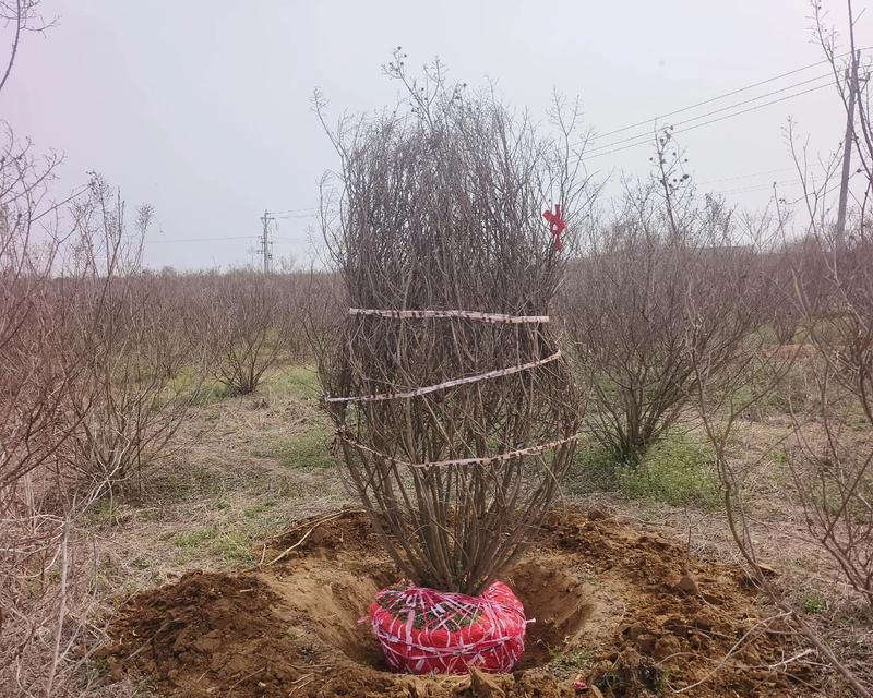 紫薇丛生的修剪枝条技巧与要点
