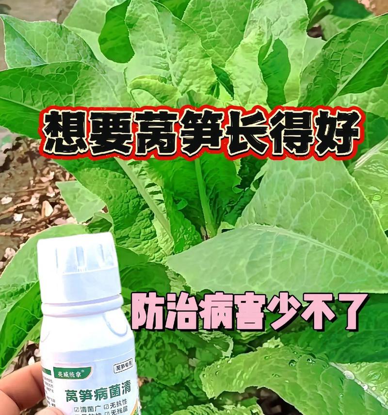 莴笋怎么催芽和种植