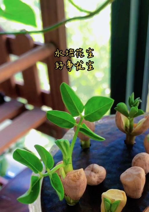 花生米要催芽吗怎么做