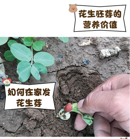 花生米要催芽吗怎么做