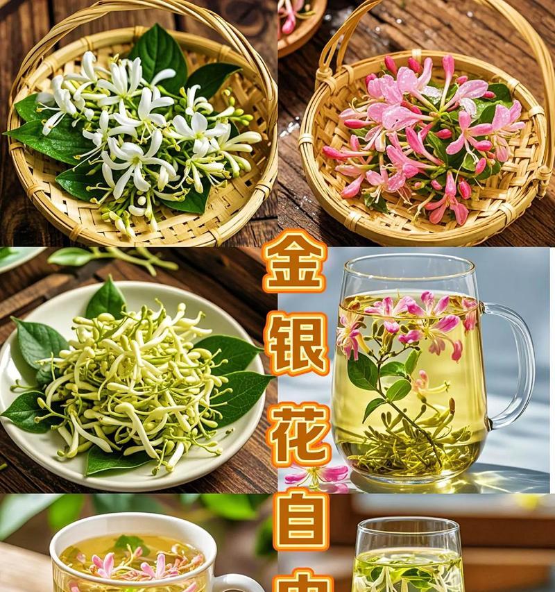 金银花怎么种植方法