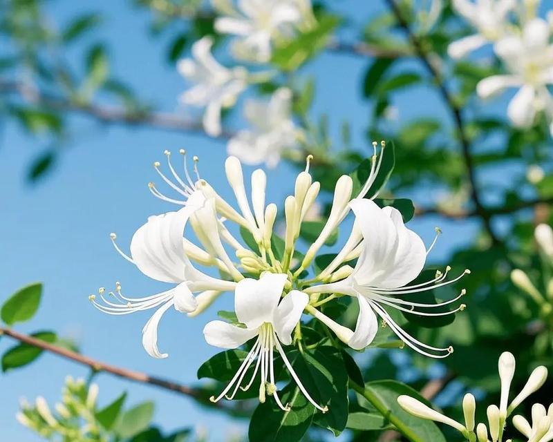 金银花怎么种植方法