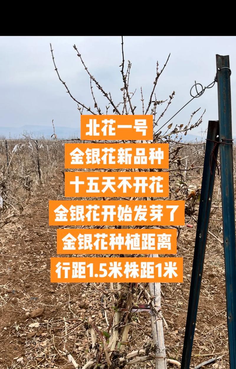 金银花怎么种植方法