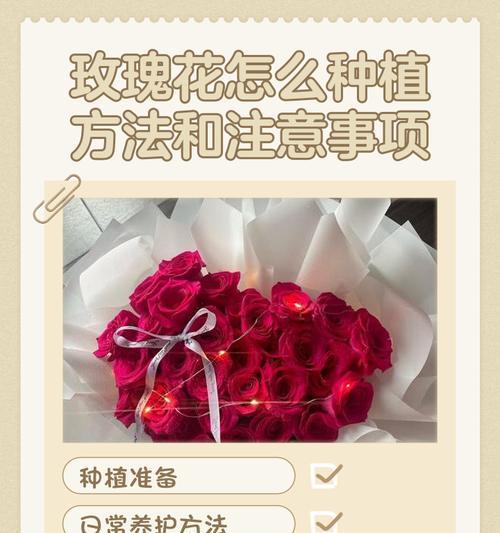 玫瑰花树怎么种植方法