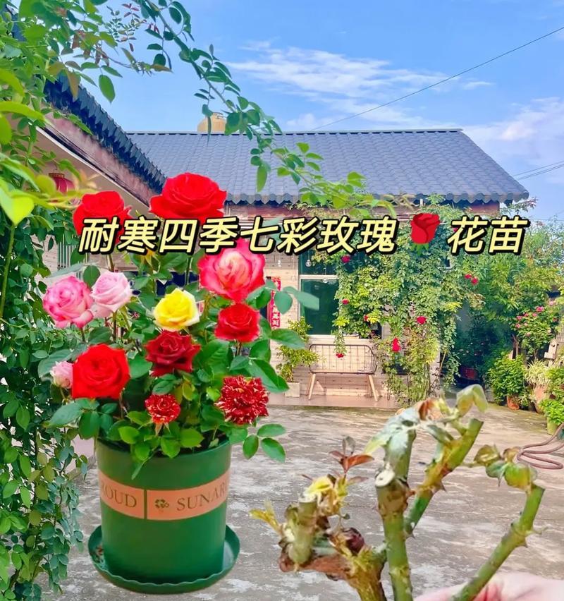 玫瑰花树怎么种植方法