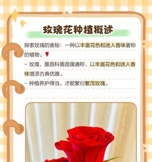 玫瑰花树怎么种植方法