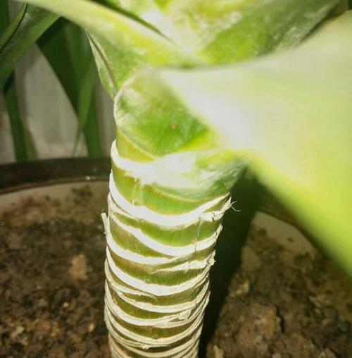 藤彩的修剪枝条技巧——让植株更加繁茂和美丽