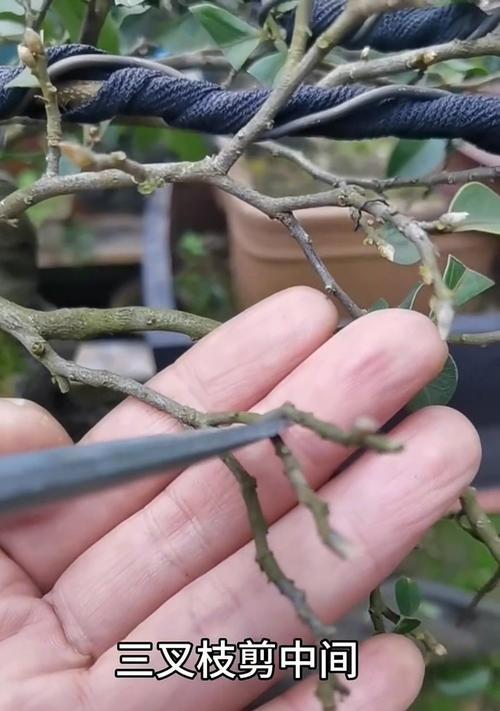 老水草修剪枝条的正确方法