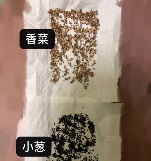 香葱怎么浸种催芽——播种前的细致准备