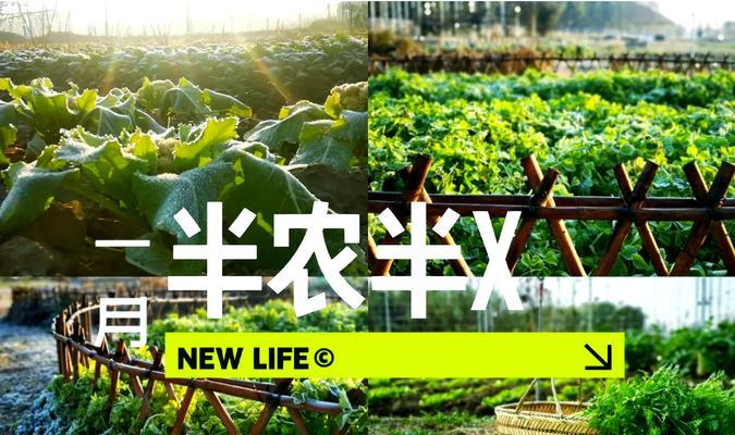 香葱怎么浸种催芽——播种前的细致准备