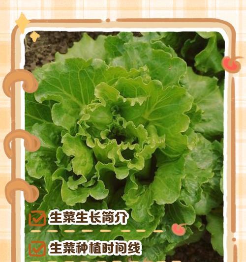 种植一片生菜的全步骤指南