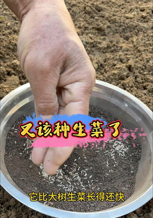 种植一片生菜的全步骤指南