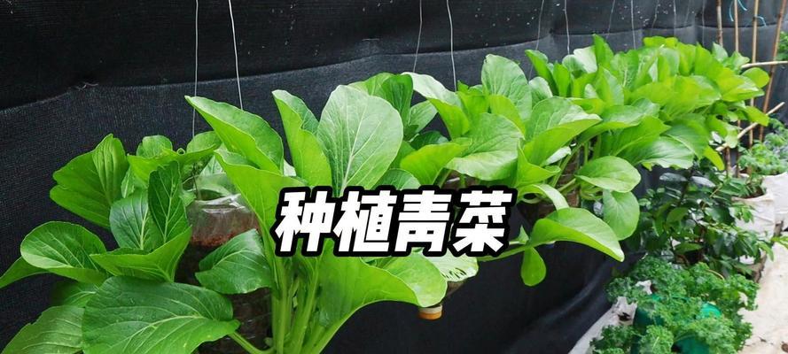 水里种蔬菜怎么种植：一步到位的详细指南