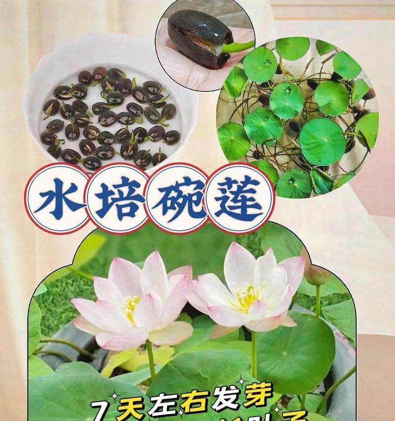水栽花的修剪技巧：让你的植物更健康、更茂盛