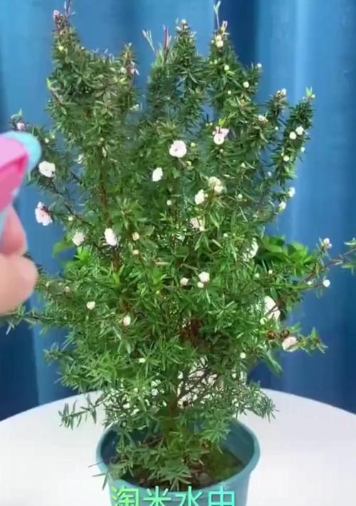 水栽花的修剪技巧：让你的植物更健康、更茂盛