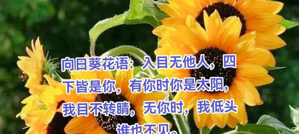 菊花品种有哪些？菊花品种大全及其养护要点