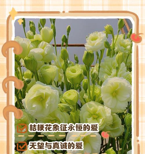 菊花品种有哪些？菊花品种大全及其养护要点