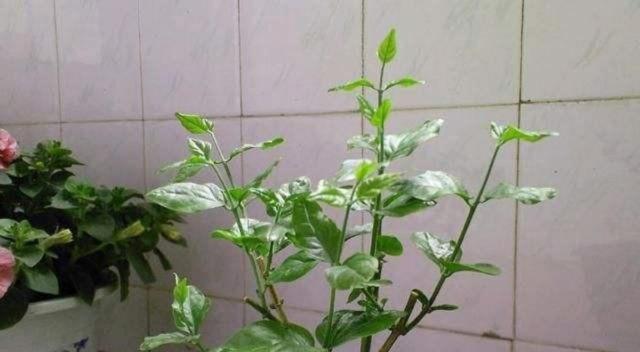 璎珞怎么修剪枝条的