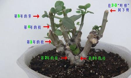 璎珞怎么修剪枝条的