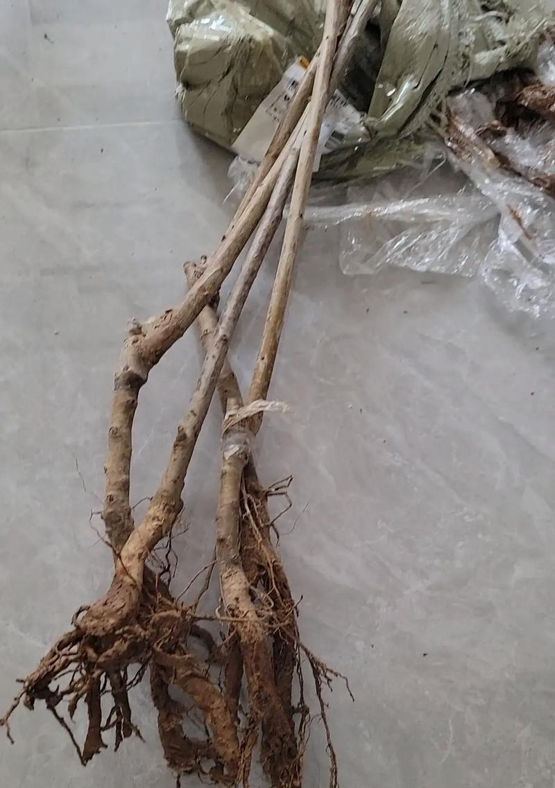 樱桃树枝如何催芽——春季绿化新枝术