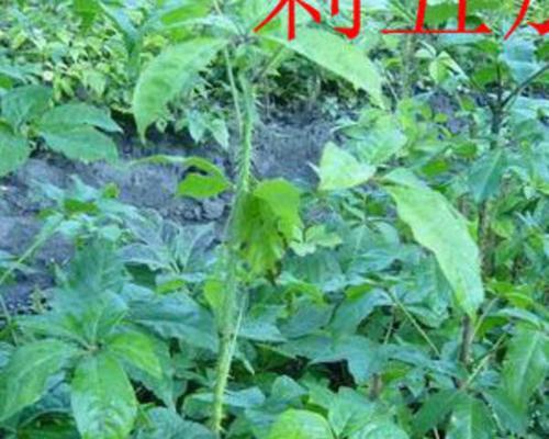 核桃种子催芽，催生生命之始