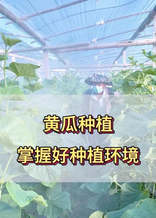 黄瓜怎么取种种植方法——从种子选择到丰产栽培的全面指南