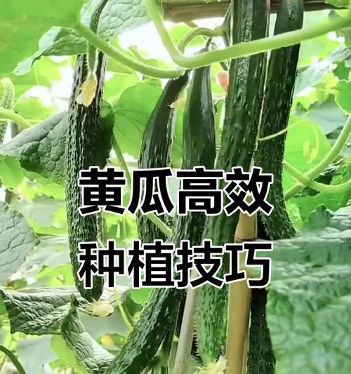 黄瓜怎么取种种植方法——从种子选择到丰产栽培的全面指南