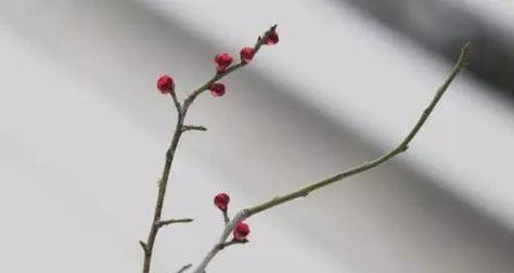 瑞雪修剪枝条的正确方法与技巧