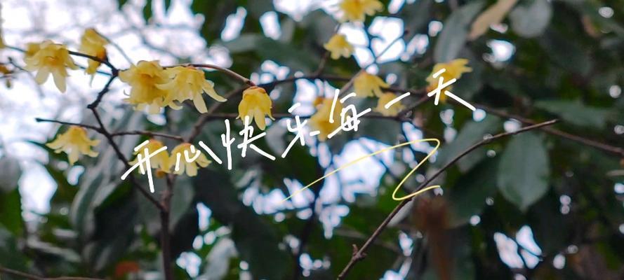 瑞雪修剪枝条的正确方法与技巧