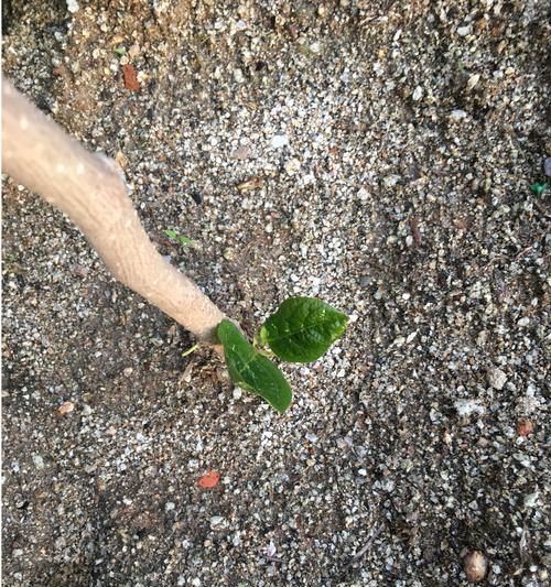 毛桃子催芽技术指南：自然催生生命的艺术