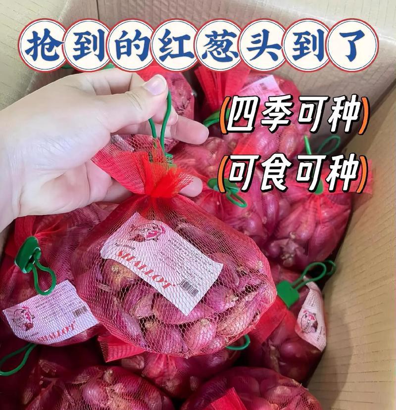 火葱夏天怎么催芽的