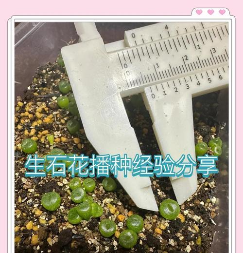 长蕊石头花怎么种植方法