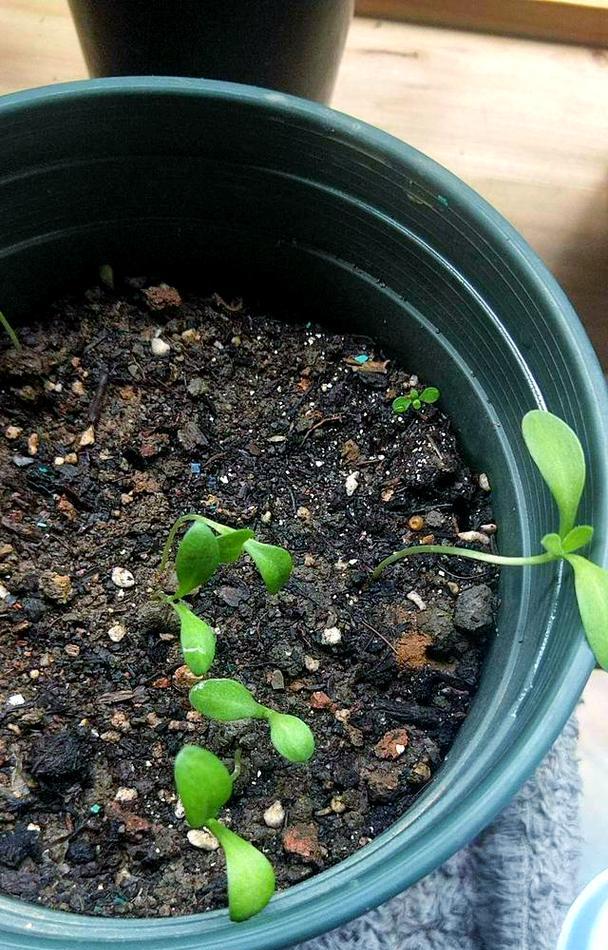 种火龙果怎么种植方法-深度种植指南