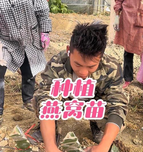 种火龙果怎么种植方法-深度种植指南