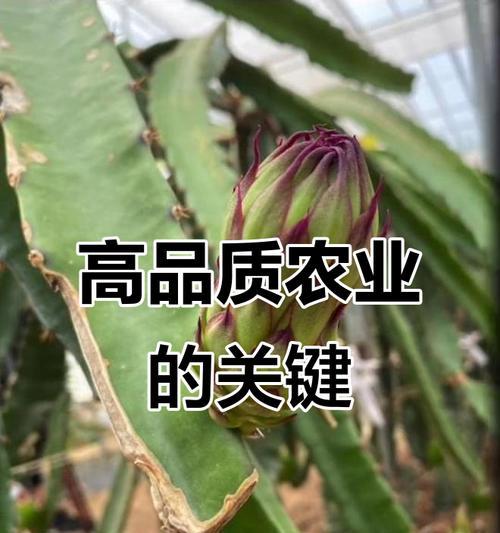 种火龙果怎么种植方法-深度种植指南