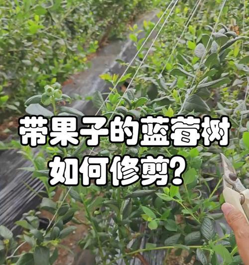 蓝莓养护修剪枝条的全面指南
