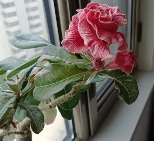 沙漠玫瑰修剪枝头的正确方式