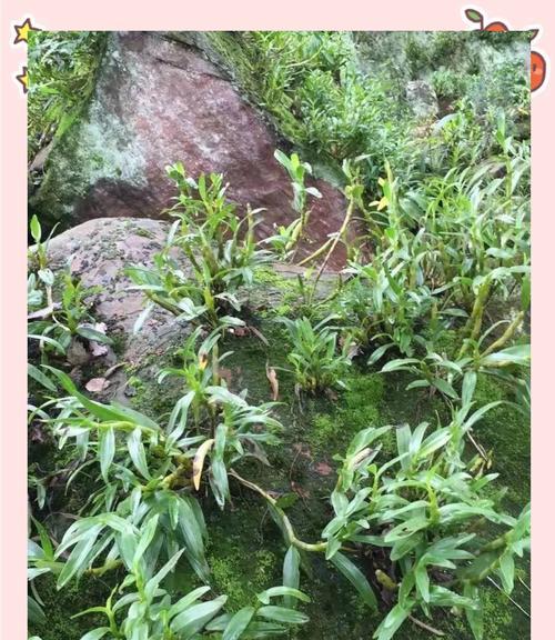 石斛怎么种植方法——一文学会石斛的家庭种植技巧