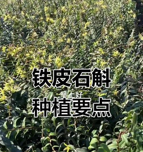 石斛怎么种植方法——一文学会石斛的家庭种植技巧