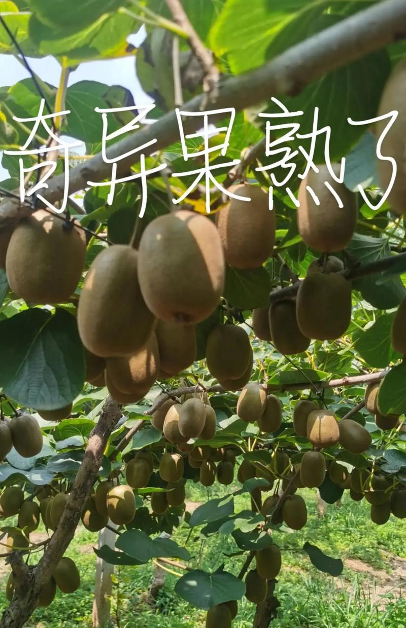 猕猴桃种植全攻略：从选种到收获的科学方法