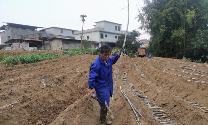 甘蔗种植方法：从选地到管理的全面指南