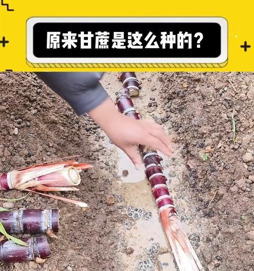 甘蔗种植方法：从选地到管理的全面指南