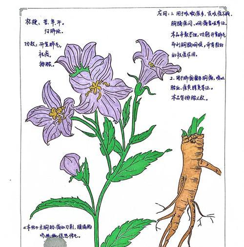 桔梗花枝的种植方法和技巧