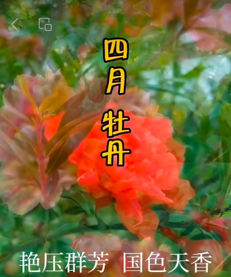 冬桂怎么修剪枝条